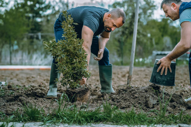 The Steps Involved in Our Tree Care Process in Oviedo, FL